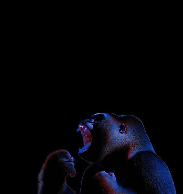Ein schwarzer Gorilla schreit, mit leuchtenden blauen und roten Akzenten.