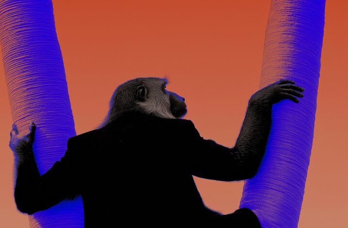 Ein Affe in einem schwarzen Anzug klettert an einer Palme mit orange-blauem Hintergrund.